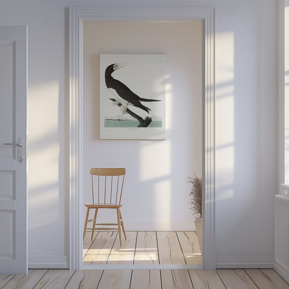 Booby Gannet From Birds of America (1827) | Canvas