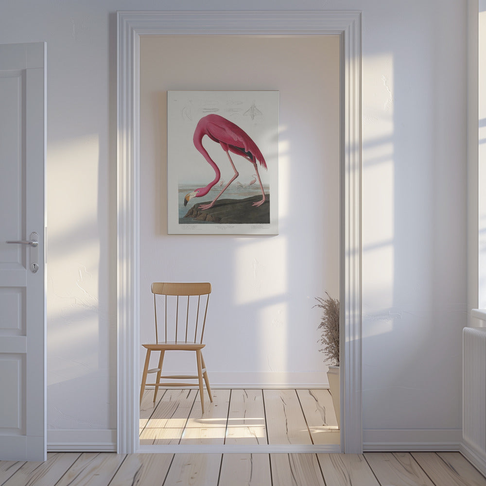 Pink Flamingo From Birds of America (1827) | Canvas