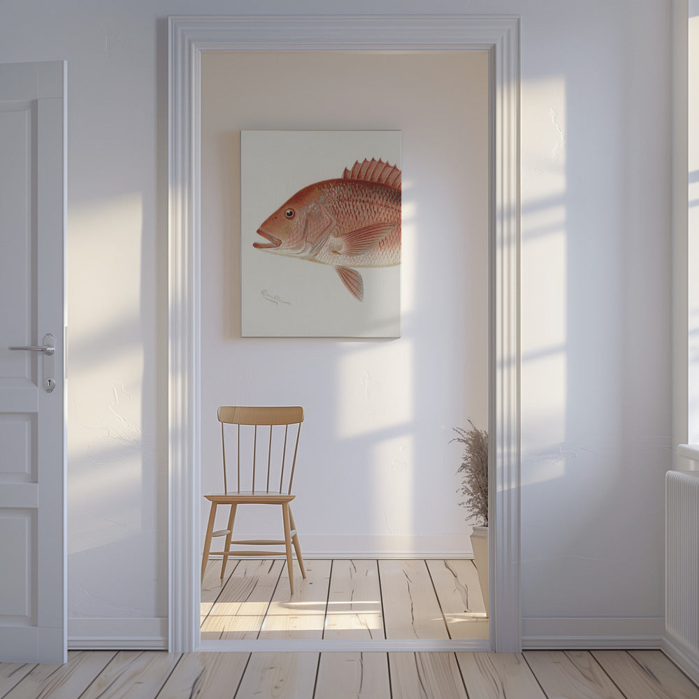 Red Snapper | Canvas