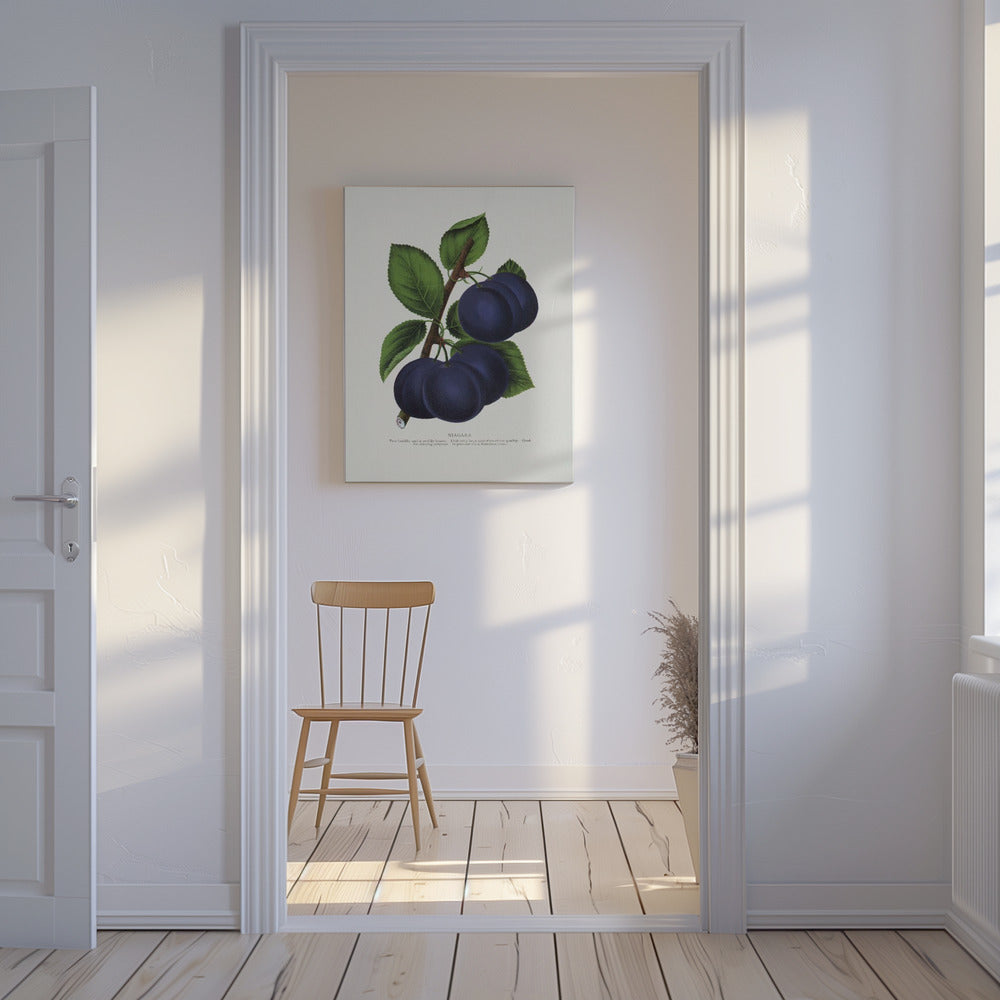Niagara Plum Lithograph | Canvas