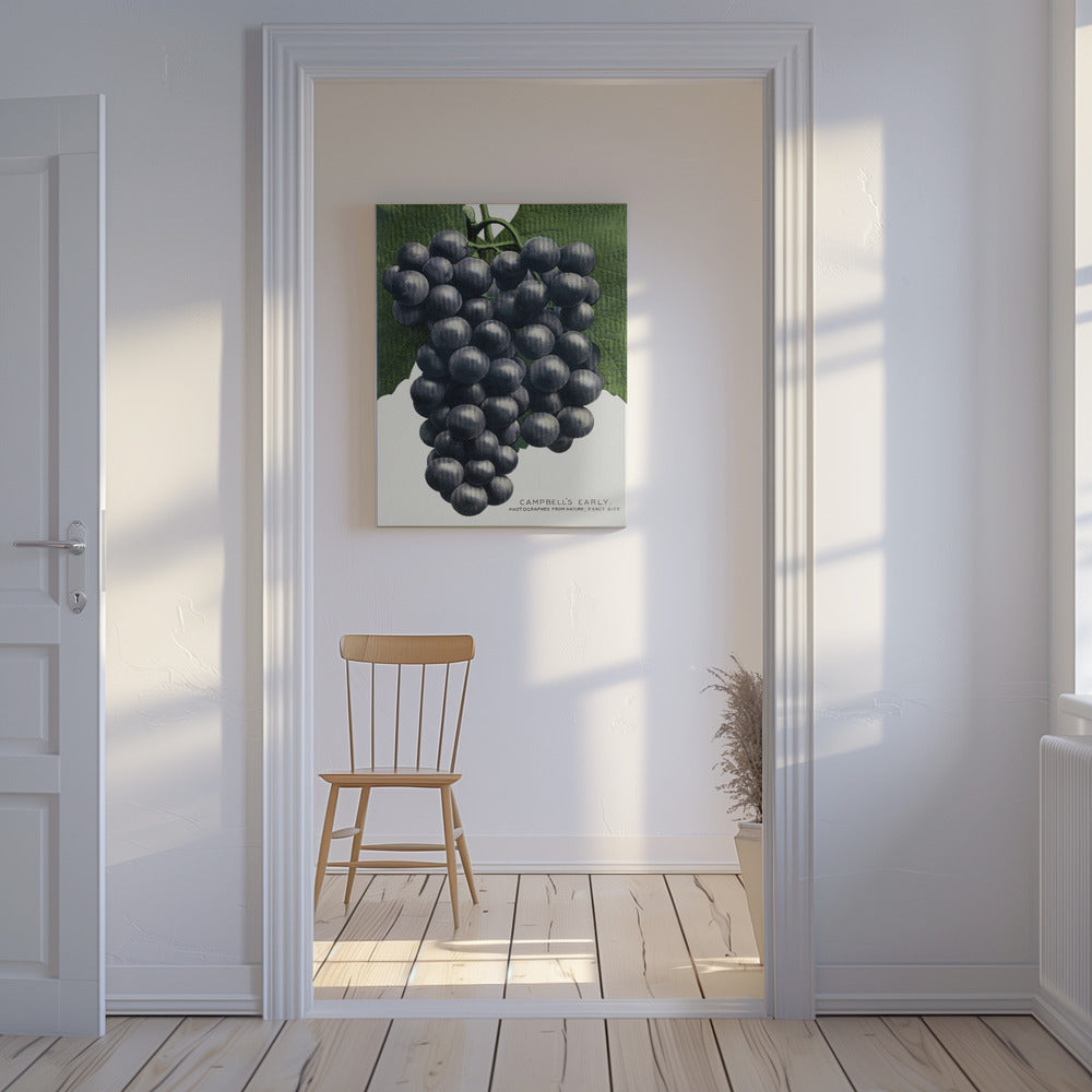 Campbells frühe Traubenlithografie | Leinwand