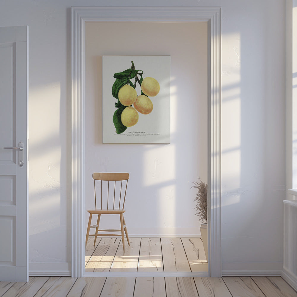 Coes Golden Drop Plum Lithografie | Leinwand