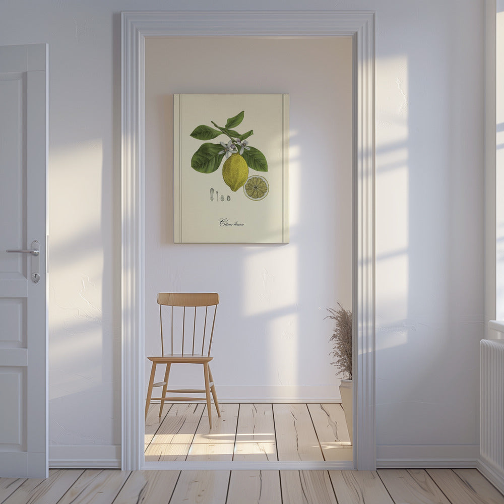 Lemon | Canvas