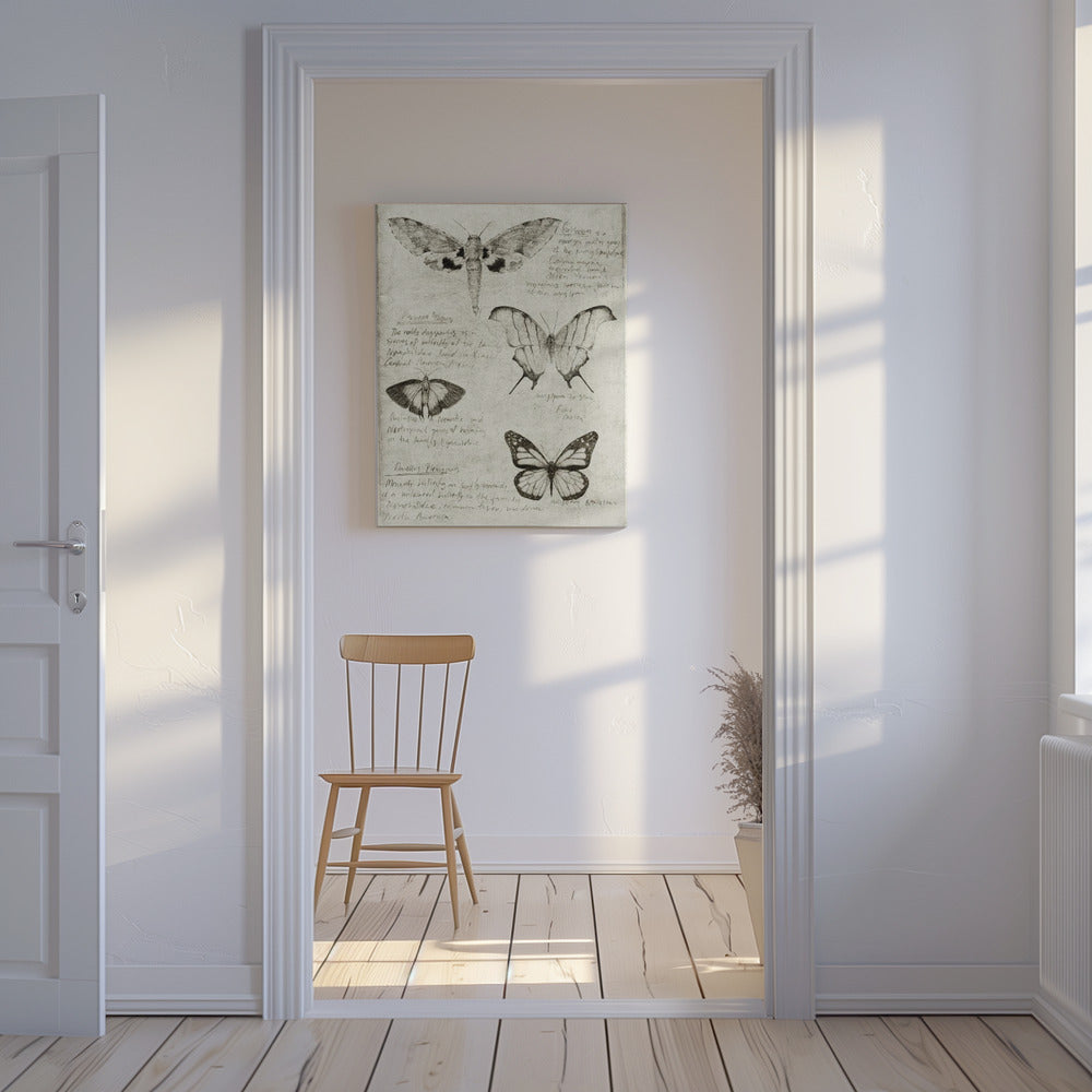 Schmetterlingsillustrationen | Leinwand
