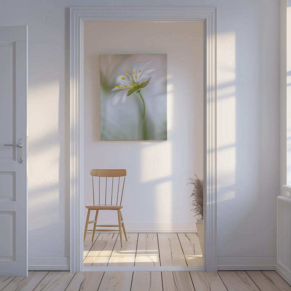 Sternmiere weich | Leinwand