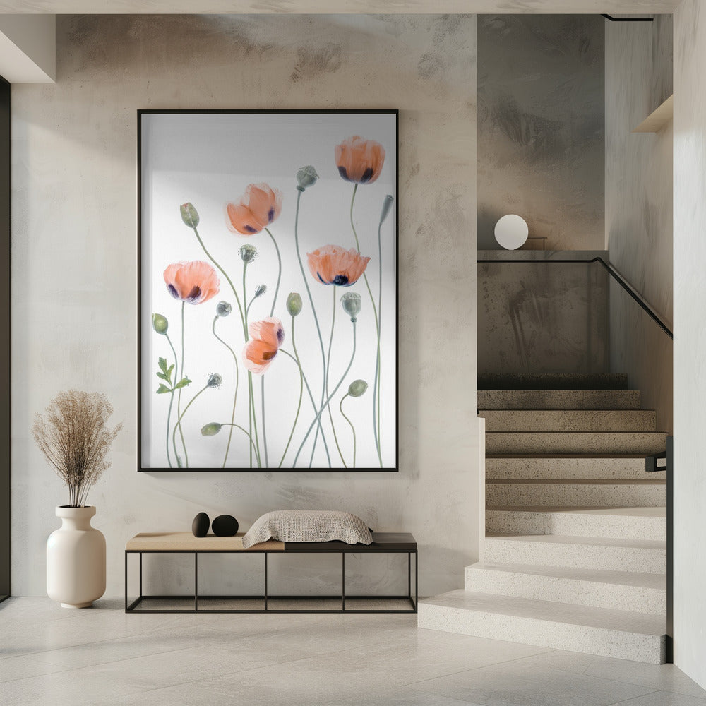 Mohnblumen | Poster