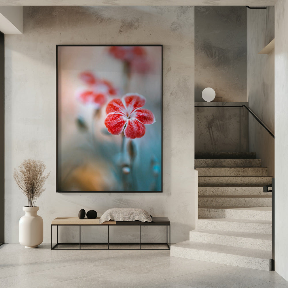 Dianthus | Poster