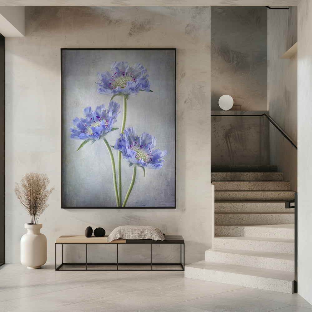 Scabiosa | Poster