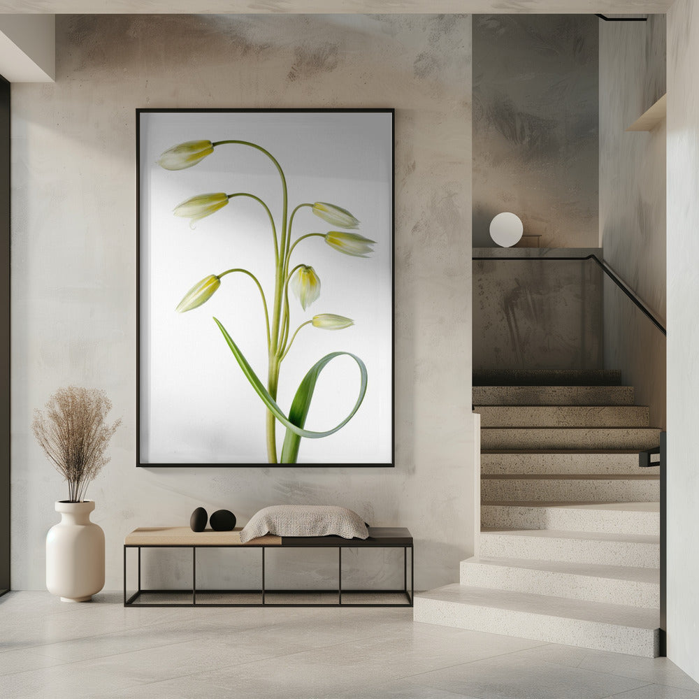 ~Tulipa Tarda~ | Poster