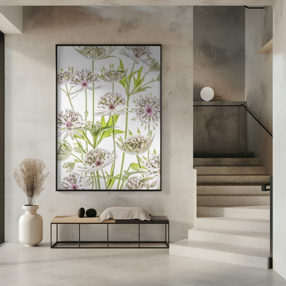.Astrantia. | Poster