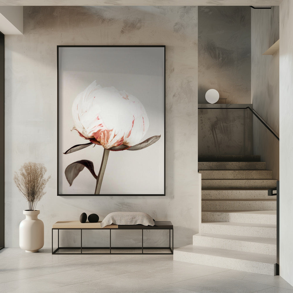 Peony 13 | Poster