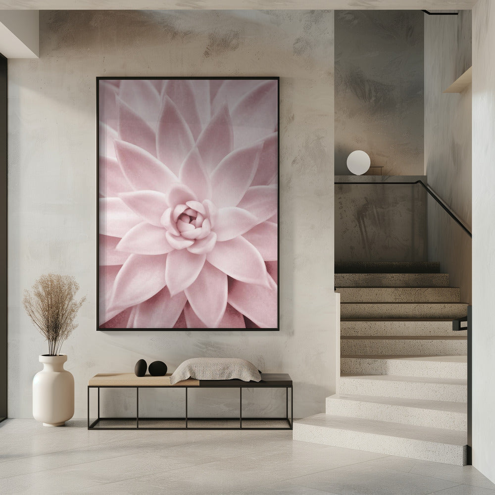 Rosa Sukkulente | Poster