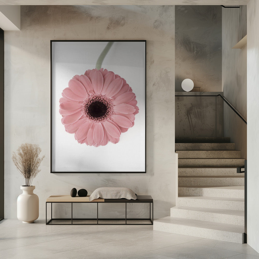 Rosa Gerbera II | Poster
