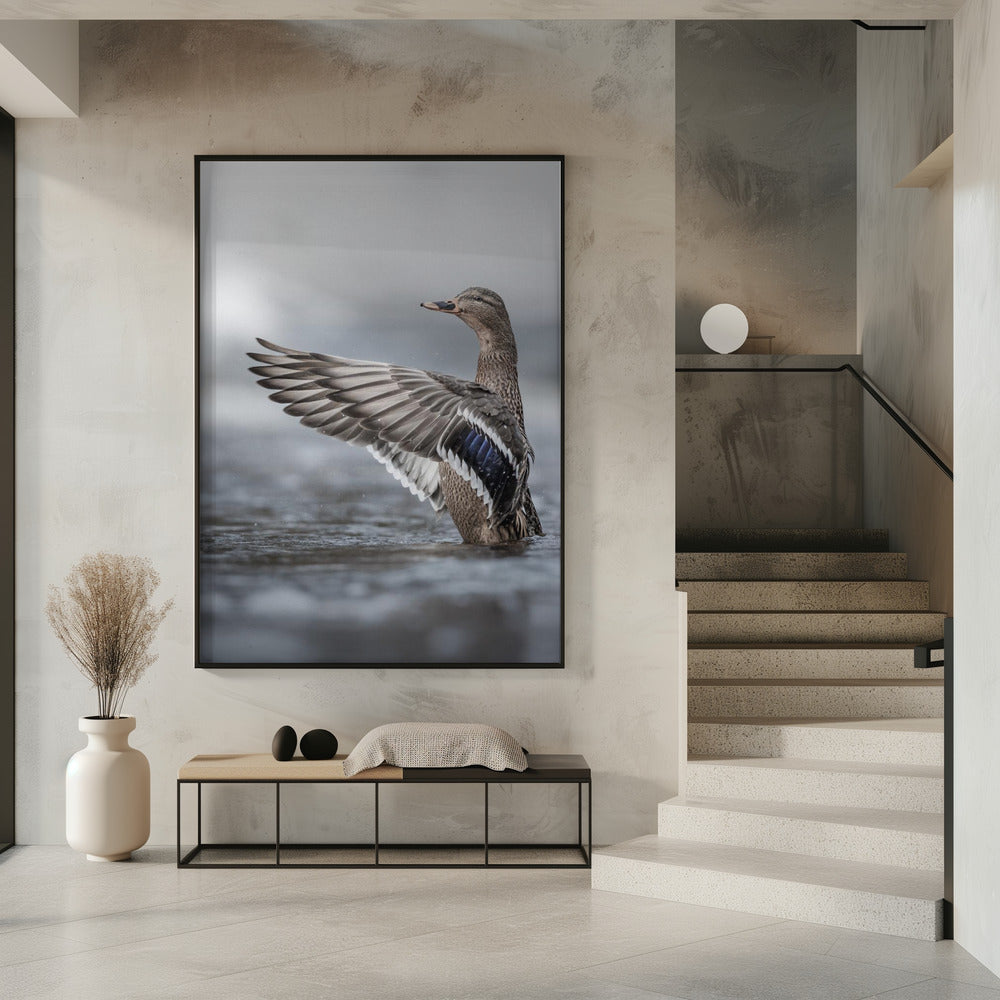 Weibliche Stockente mit ausgebreiteten Flügeln | Poster