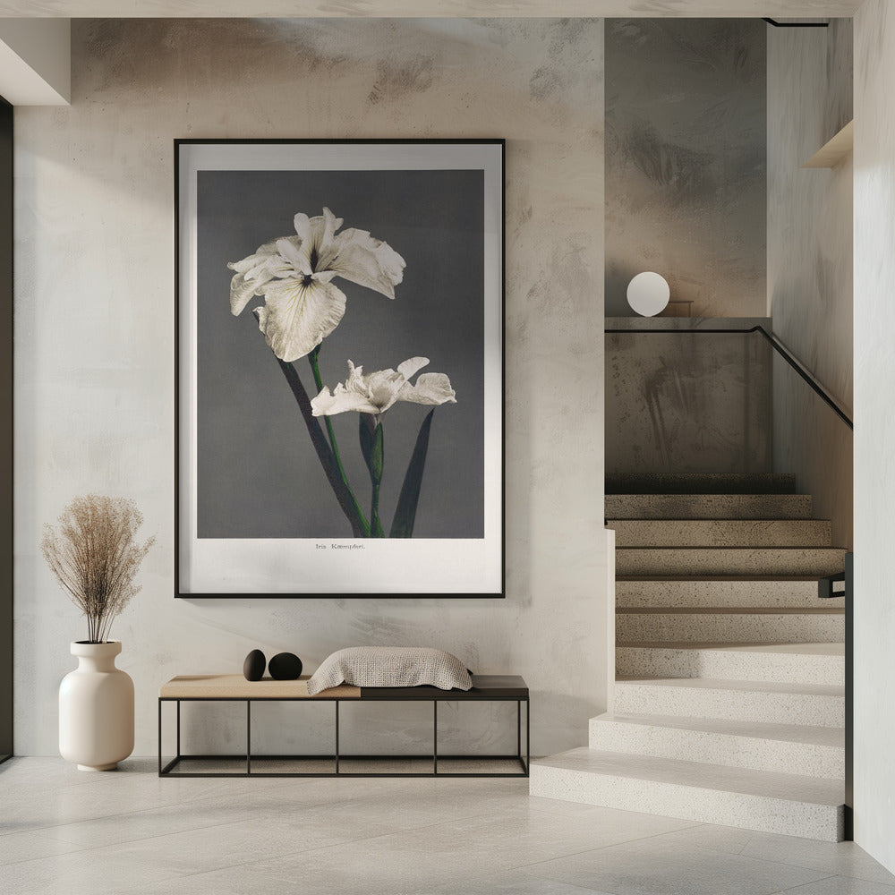 Iris Kämpferi | Poster