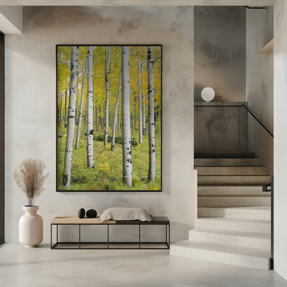 Gelbe Birken vertikal | Poster