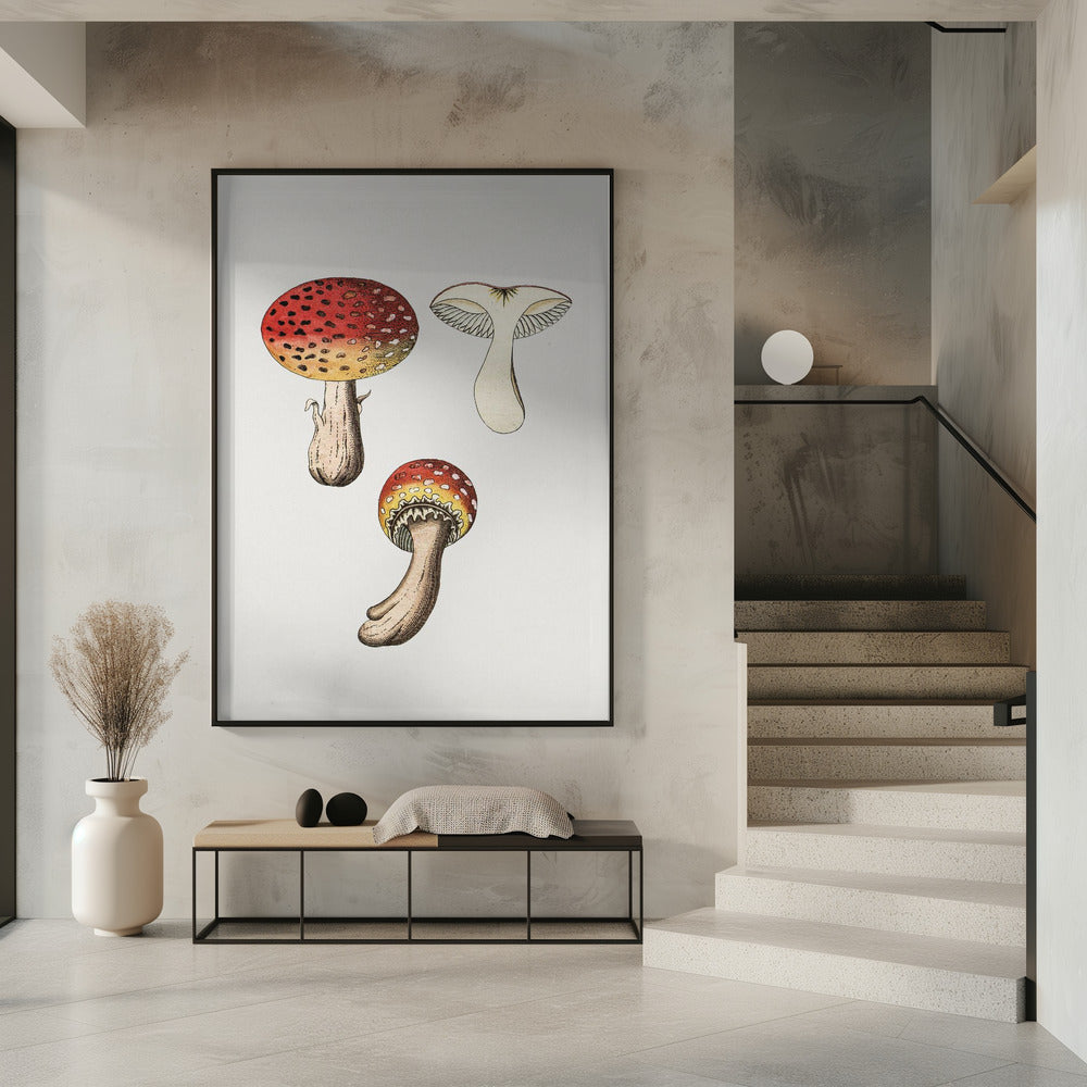 Hand Drawn Fly Agaric Mushroom | Poster