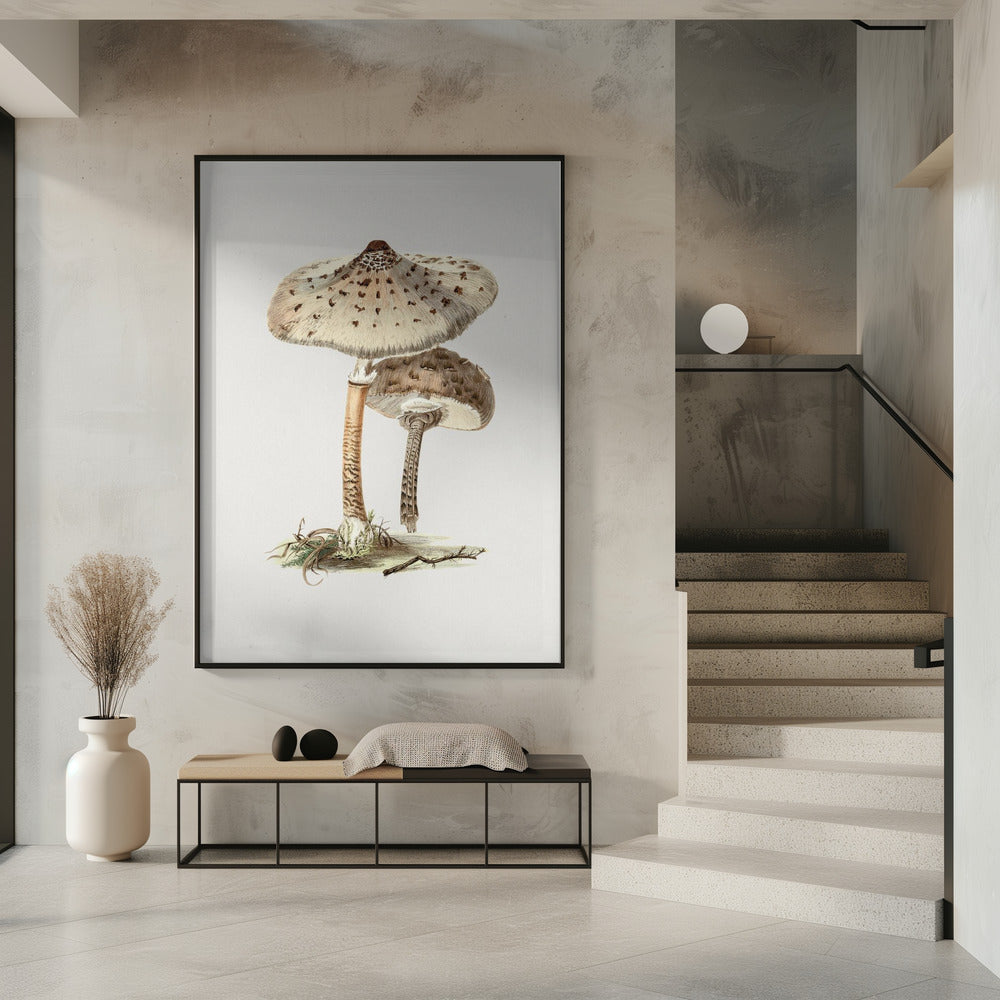 Hand Drawn Parasol Mushroom | Poster