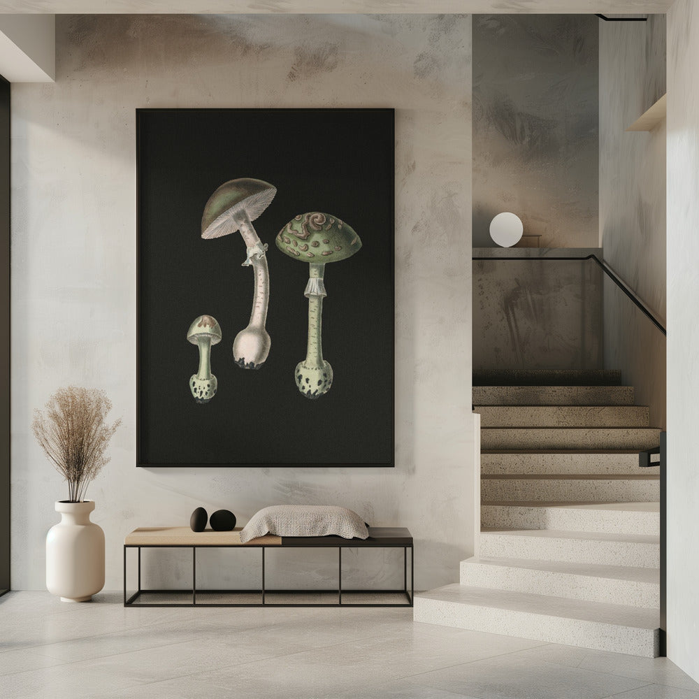 Amanita Muscaria Dunkler Hintergrund | Poster