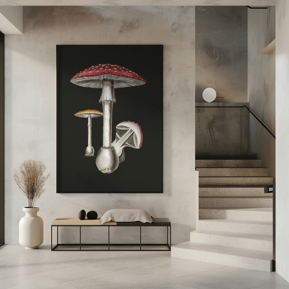 Amanita Muscaria Dunkler Hintergrund | Poster