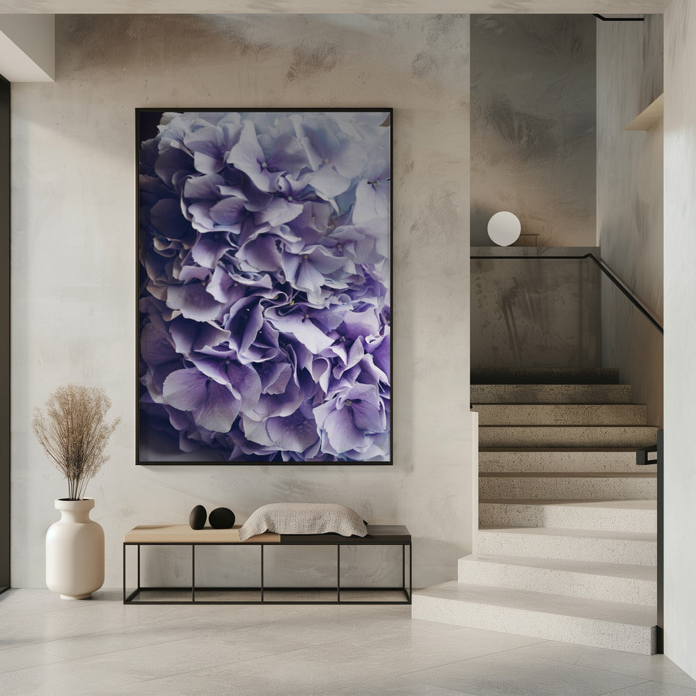 Leuchtend lila Hortensienblüten | Poster