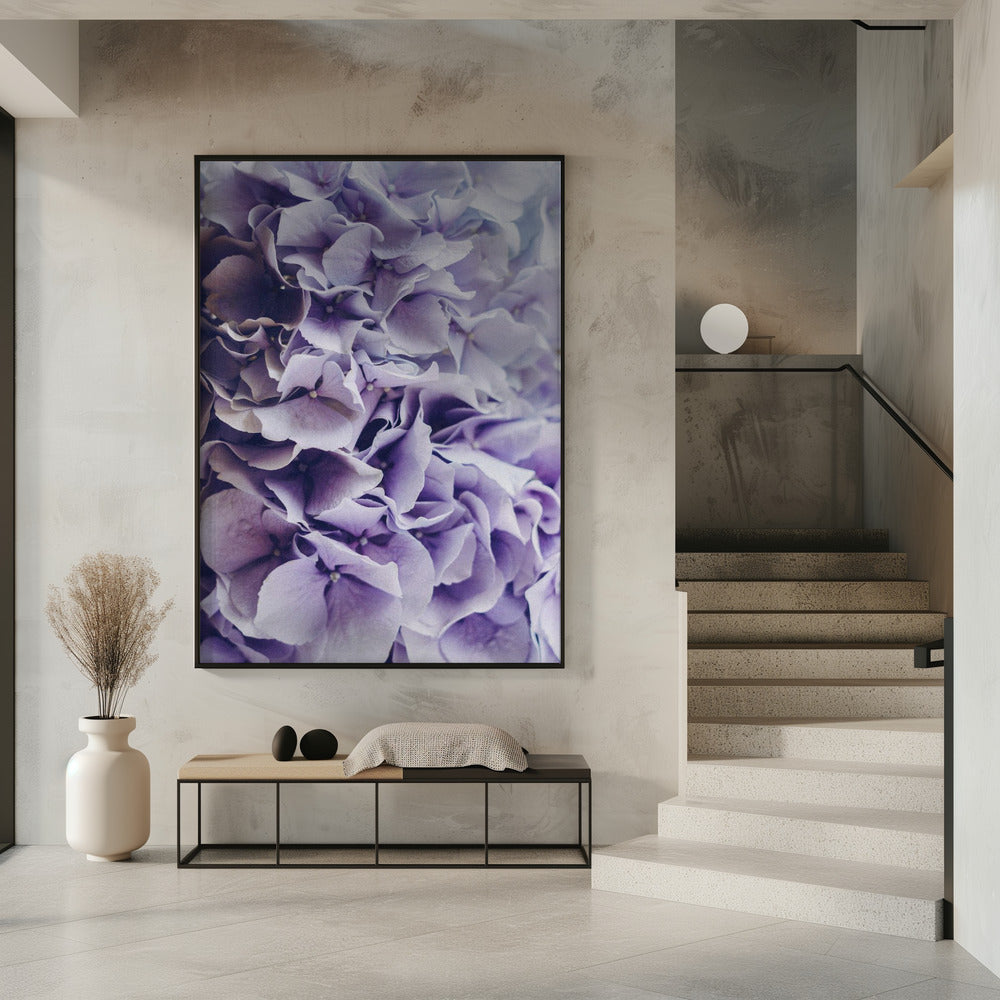 Leuchtend lila Hortensienblüten | Poster