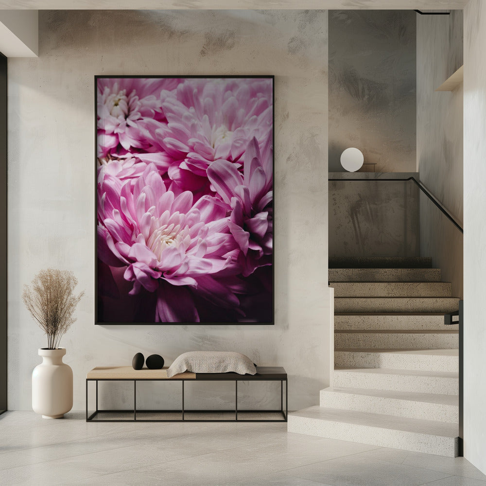 rosa Chrysanthemenblüte | Poster