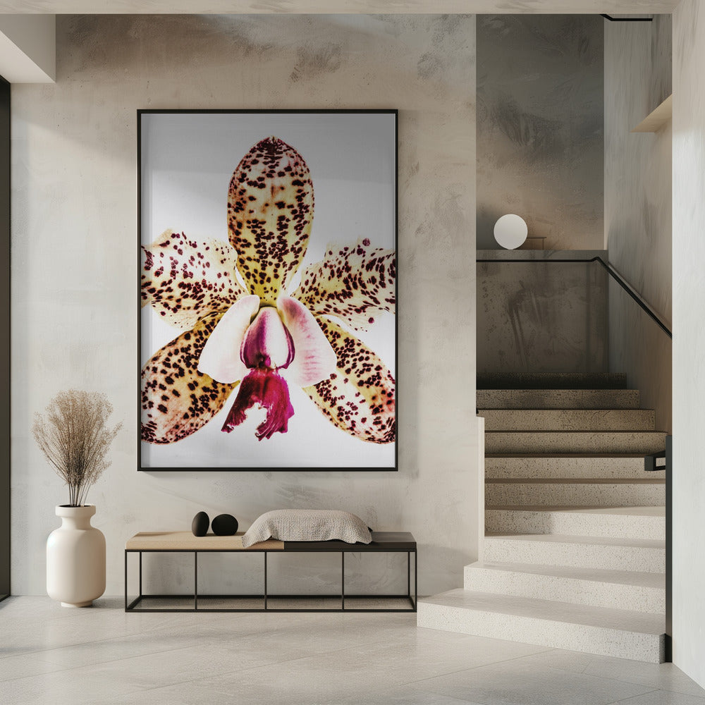 Gefleckte Orchideenexplosion | Poster