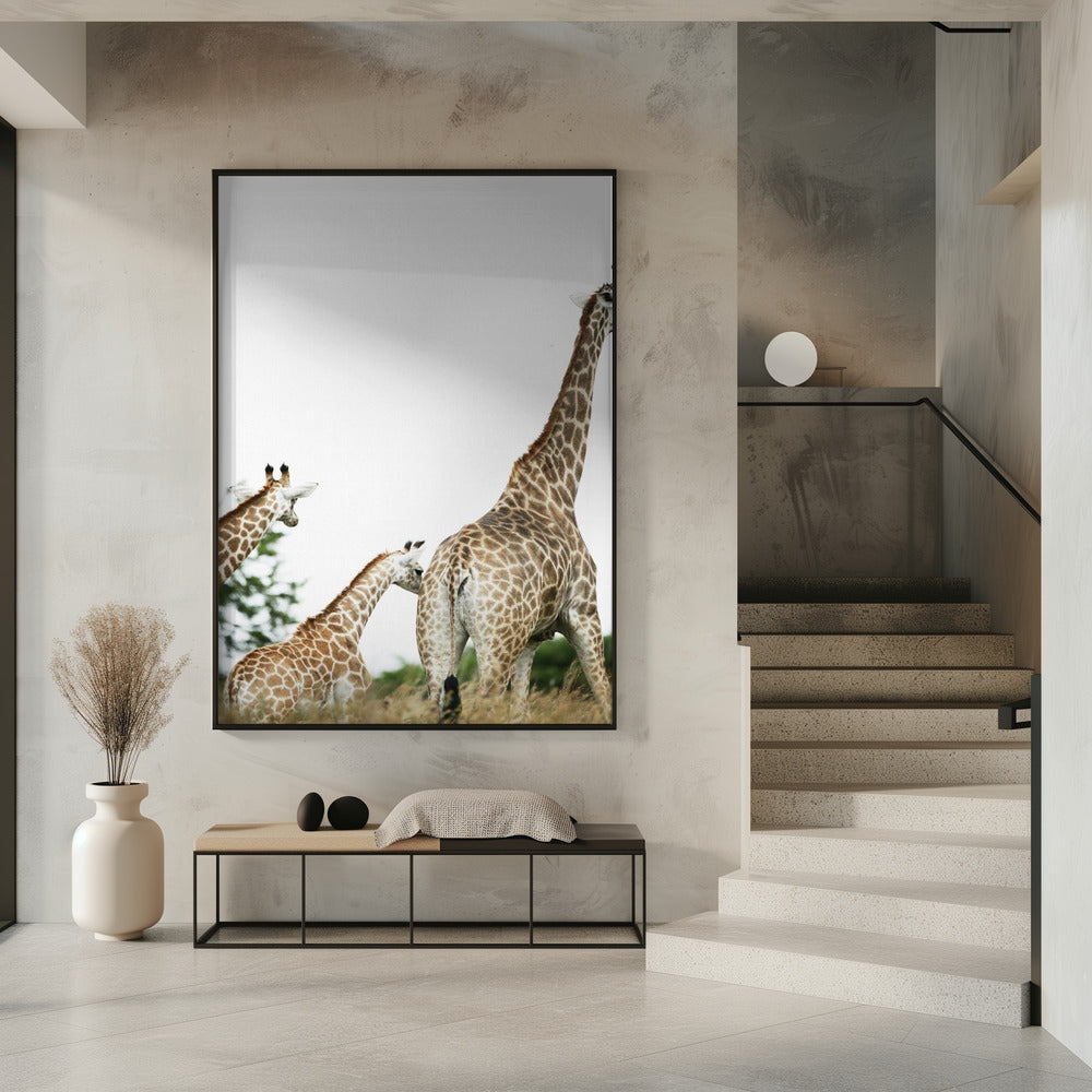 Giraffenspaziergang | Poster