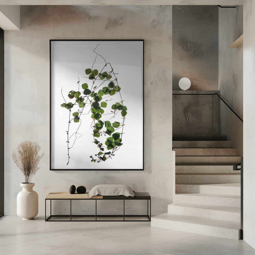 Vines Tanz | Poster