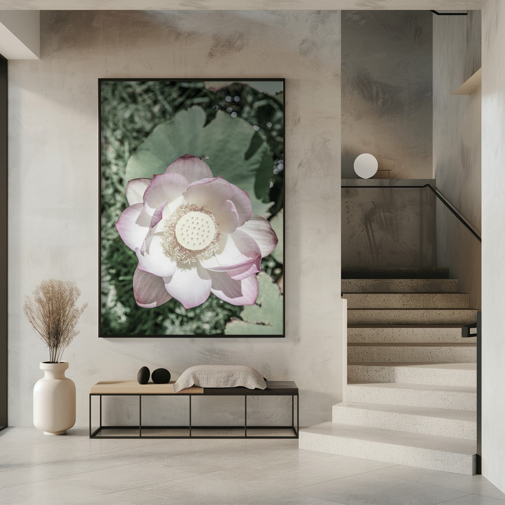 Lotus Gelassenheit | Poster
