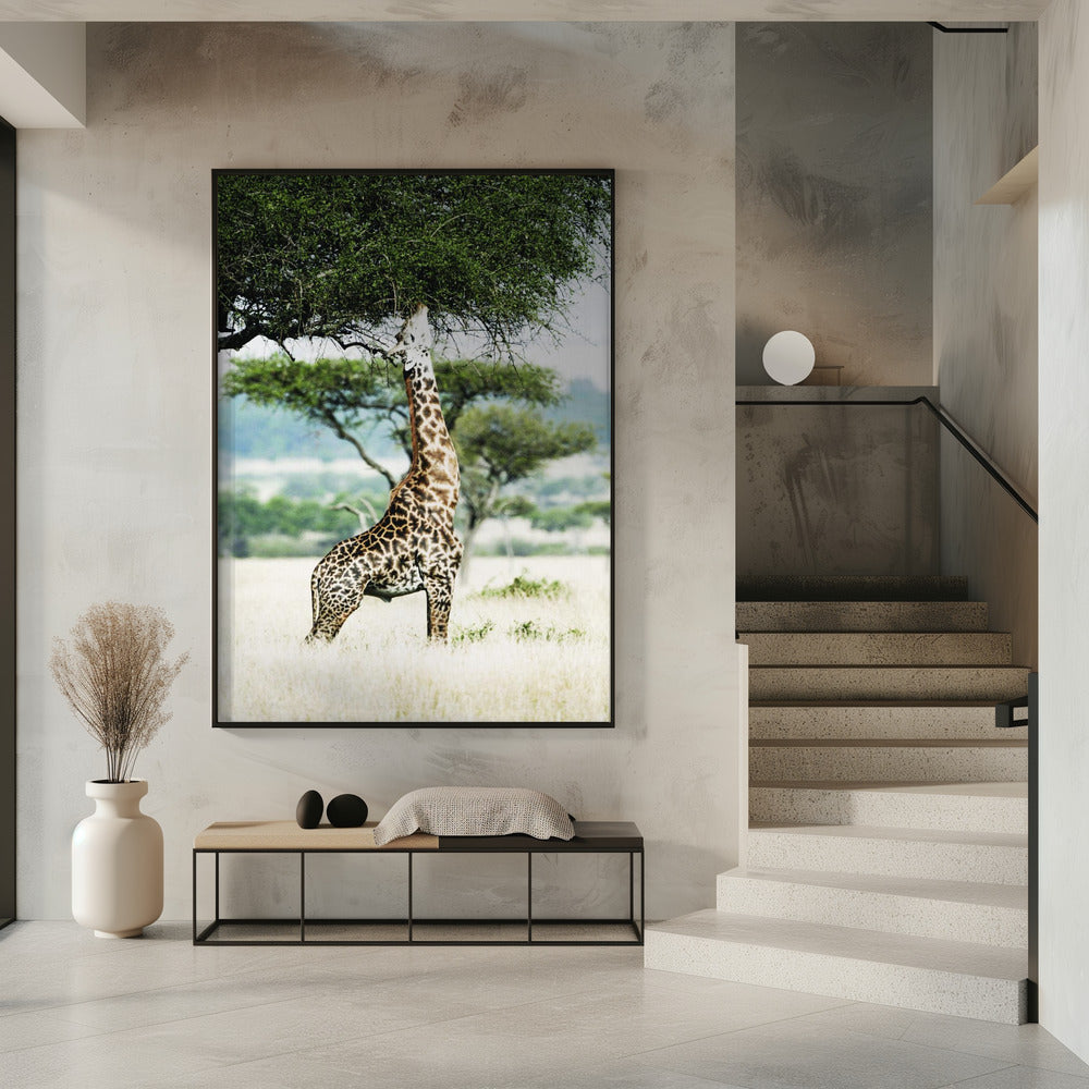 Majestätische Giraffe streckt sich | Poster