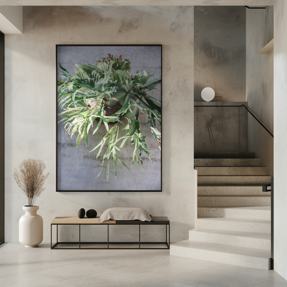 Wall Fern Delight | Poster