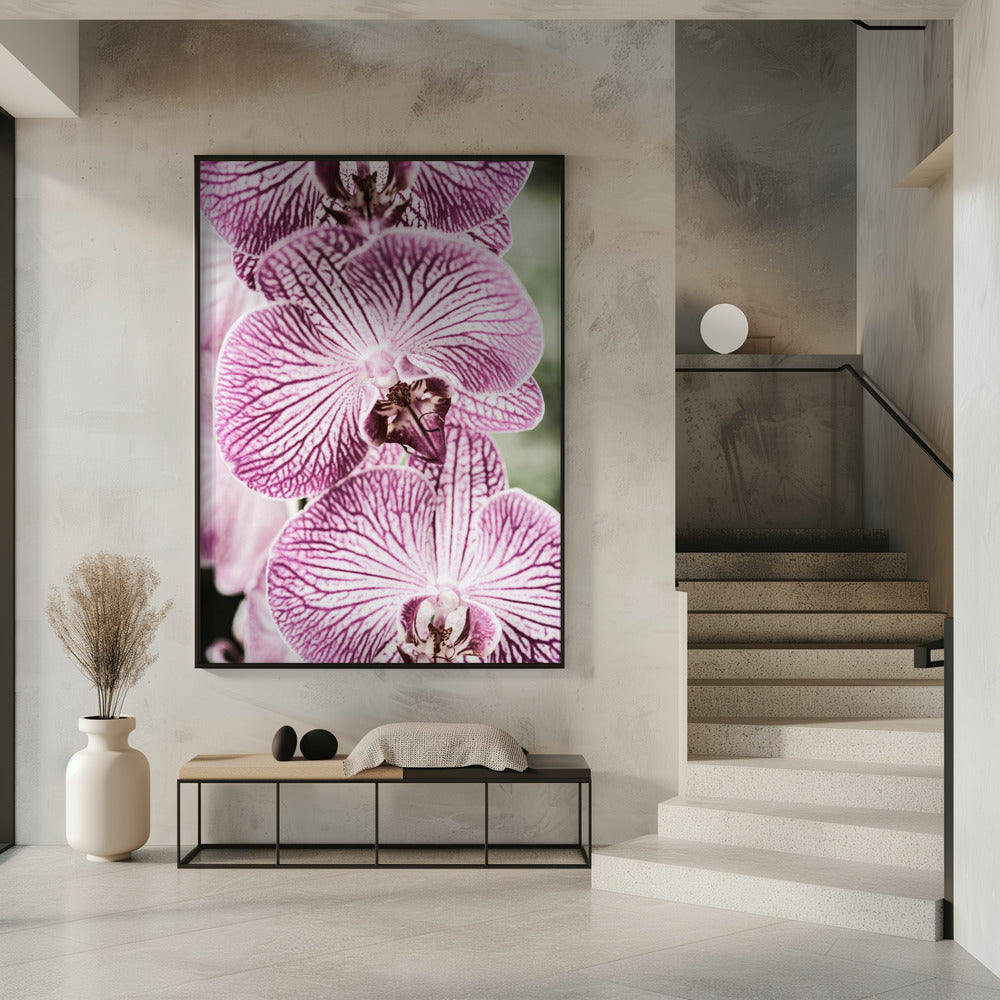 Tiger Blooms | Poster