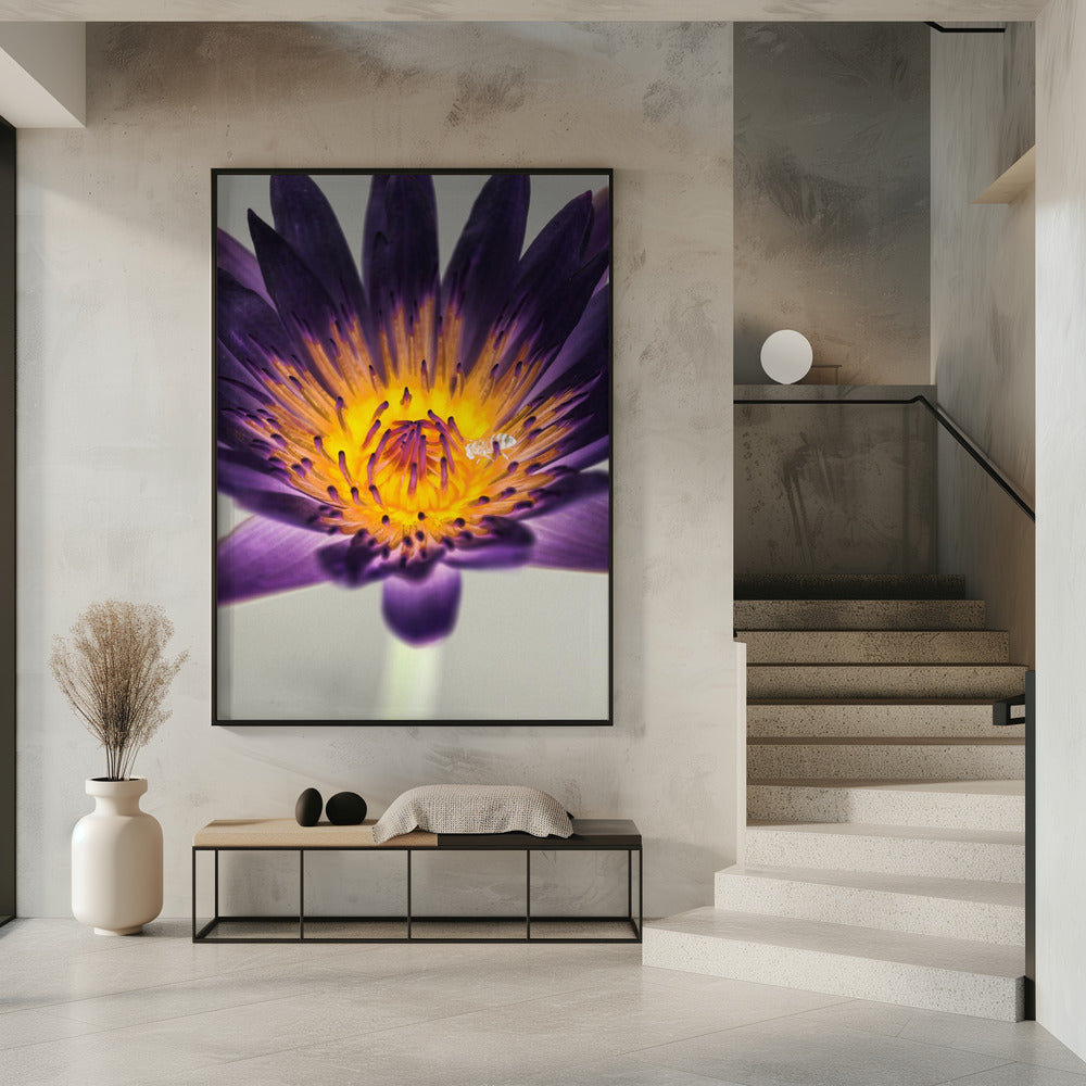 Purple Water Lilly | Poster