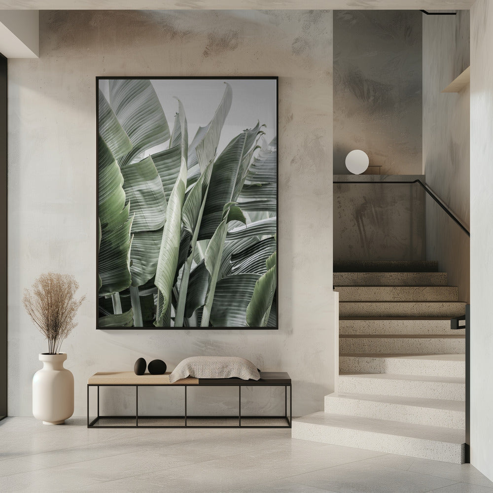 Bananenblätter in sanfter Beleuchtung | Poster