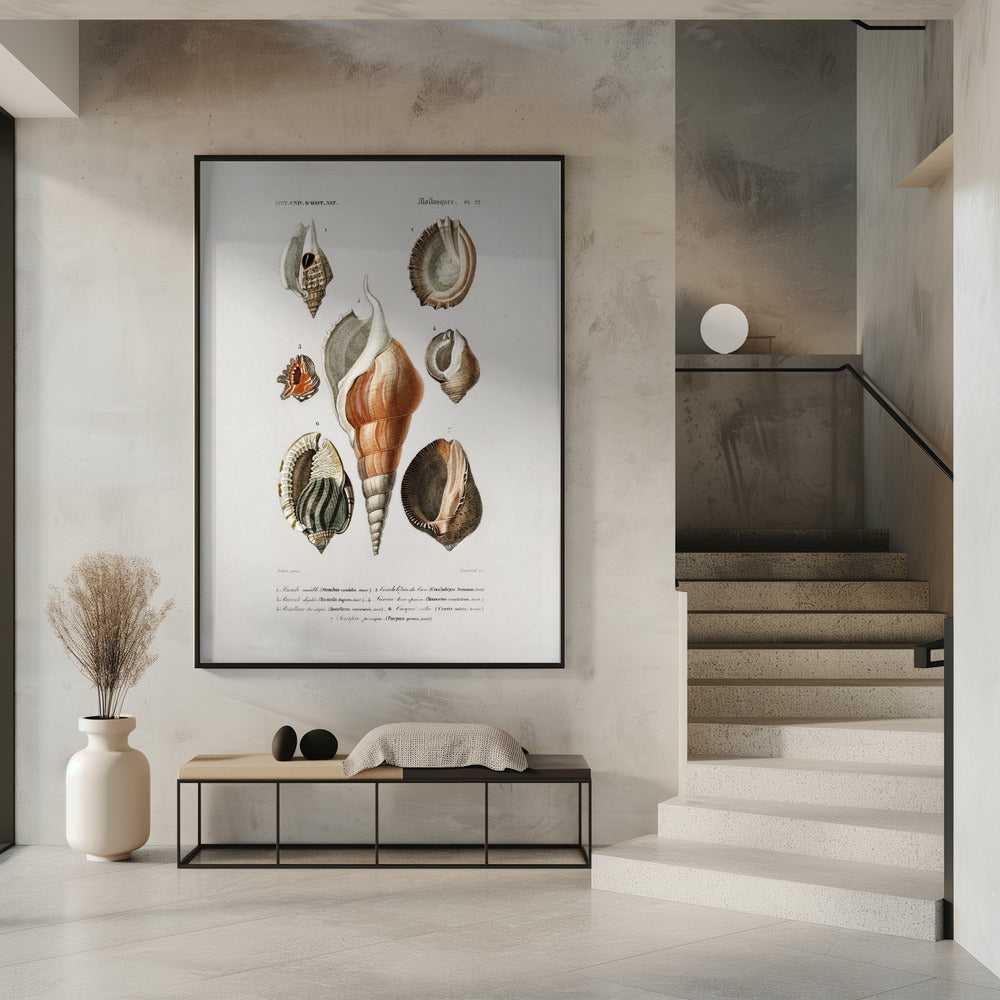 Verschiedene Weichtierarten | Poster