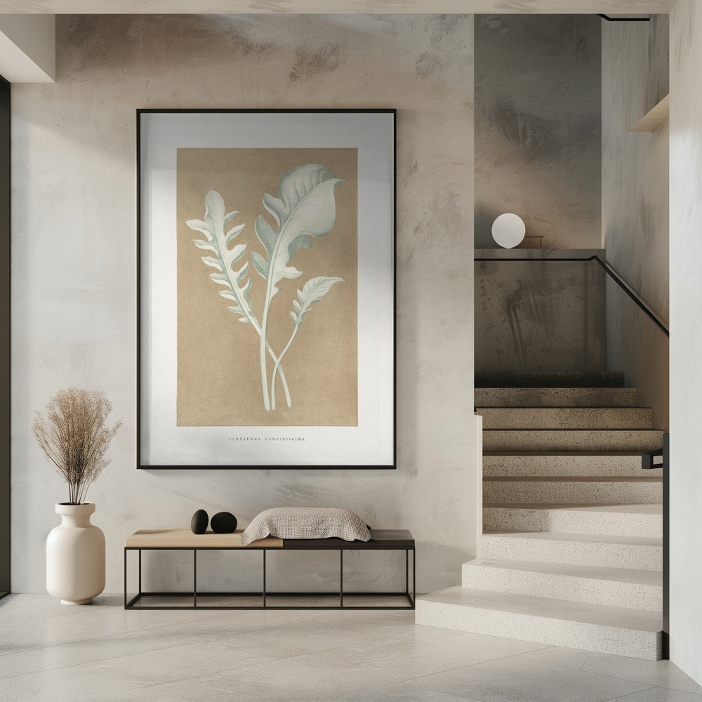 Centaurea Candidissima Blatt Illustration | Poster