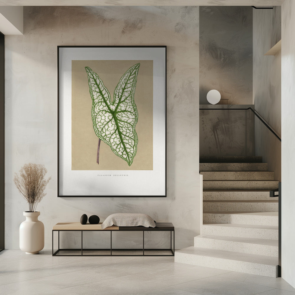 Grüne Caladium Belleymii Blatt Illustration | Poster