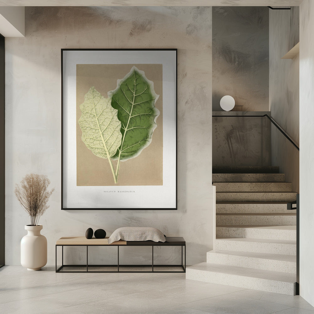 Grünes Solanum Marginatum Blatt Illustration | Poster