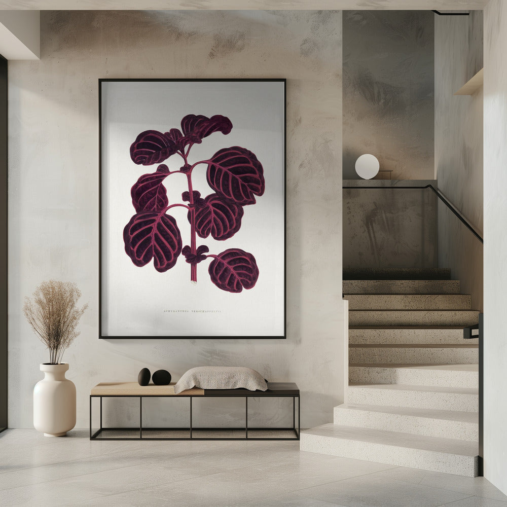 Rosa Achyranthes Verschaffeltii Blattillustration | Poster