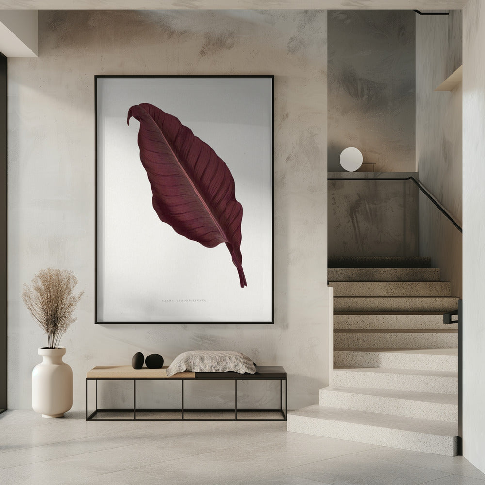 Rosa Canna Atronigricans Blatt Illustration | Poster