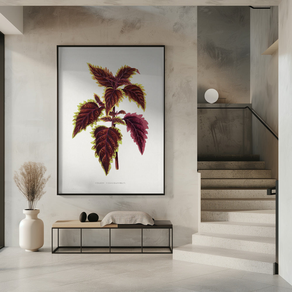 Rosa Coleus Blatt Illustration | Poster