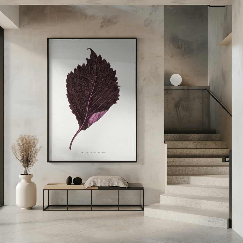Rosa Perilla Nankinensis Blatt Illustration | Poster