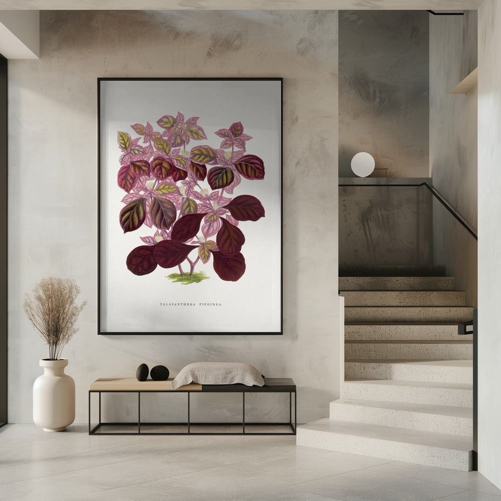 Rosa Teleianthera Ficoidea Blatt Illustration | Poster