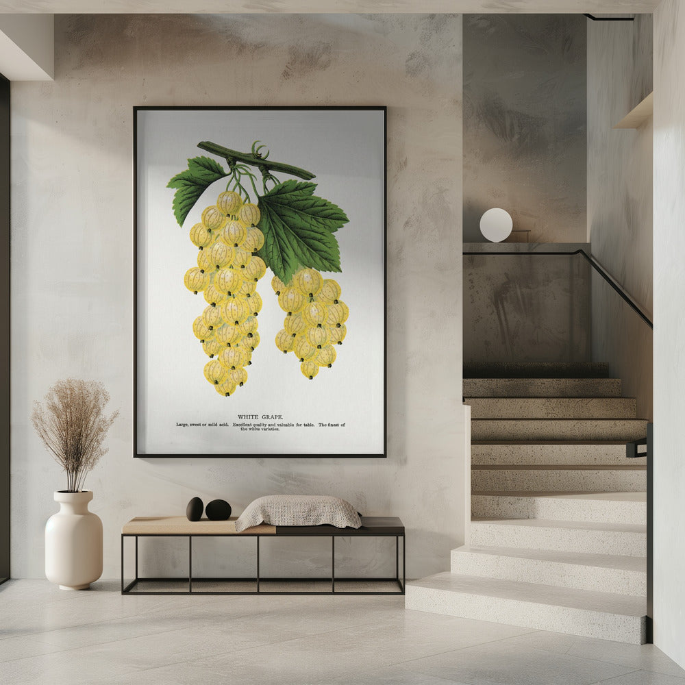 Weiße Trauben Lithographie | Poster