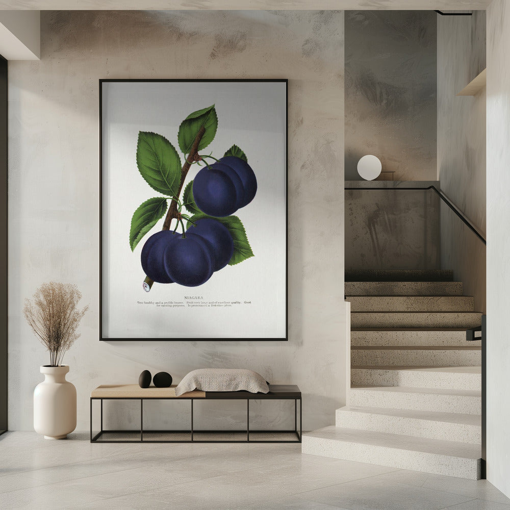 Niagara Plum Lithographie | Poster