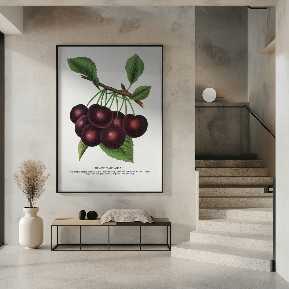 Black Tartarian Cherry Lithograph | Poster