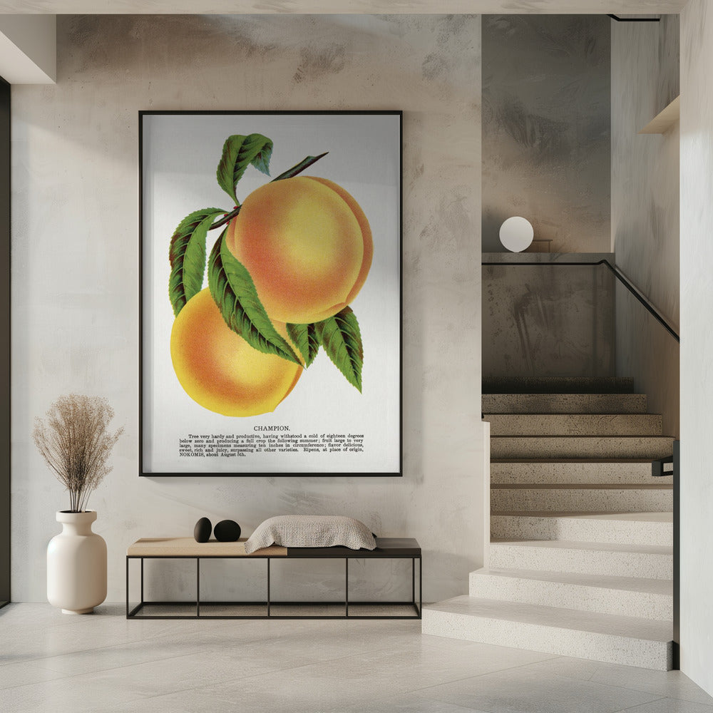 Champion Plum Lithograph | Poster