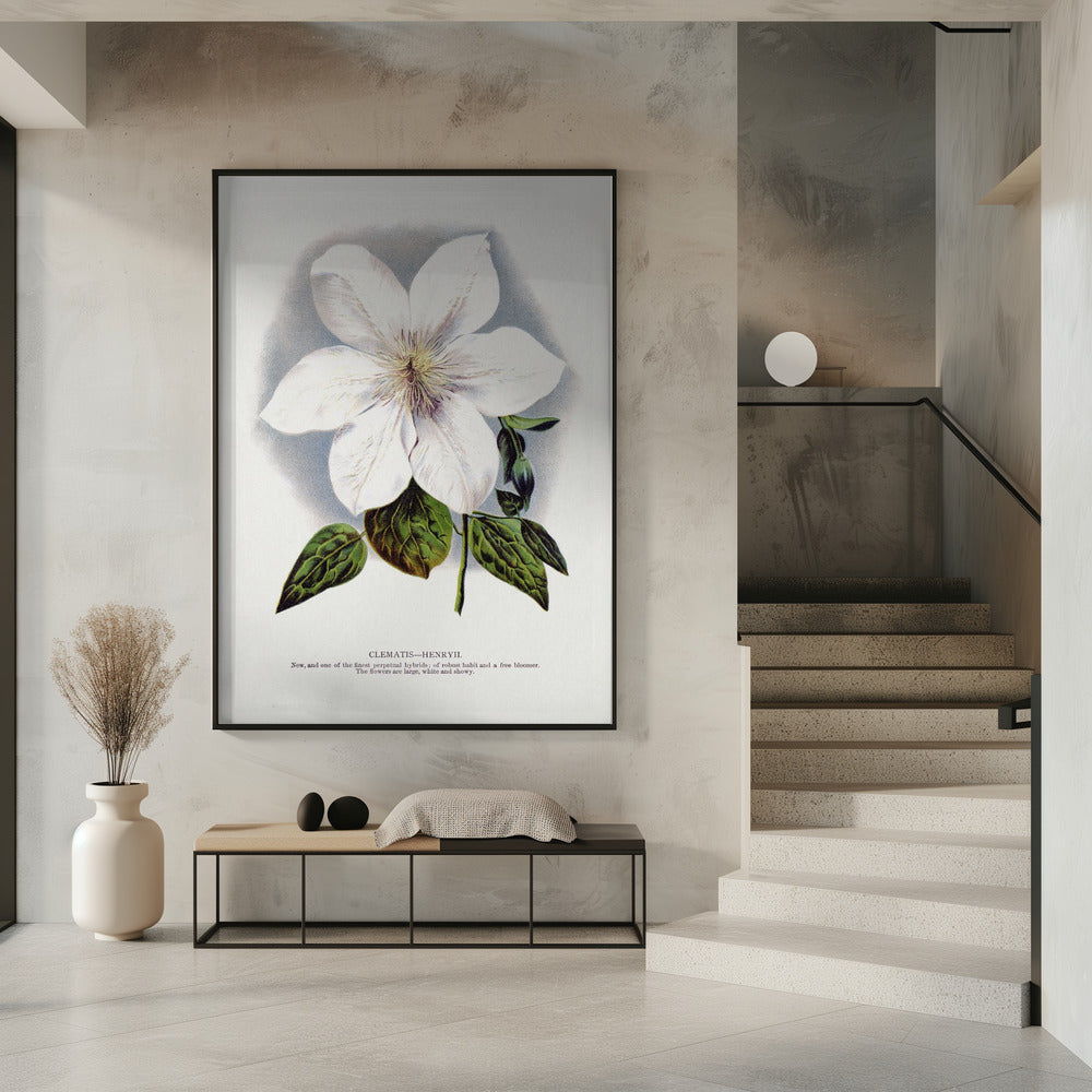 Clematis-Blumen-Lithografie | Poster